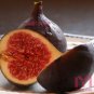 100pc Sweet Red Fig seeds Organic Edible Tropical fruit Mulberry family