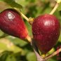 100pc Sweet Red Fig seeds Organic Edible Tropical fruit Mulberry family
