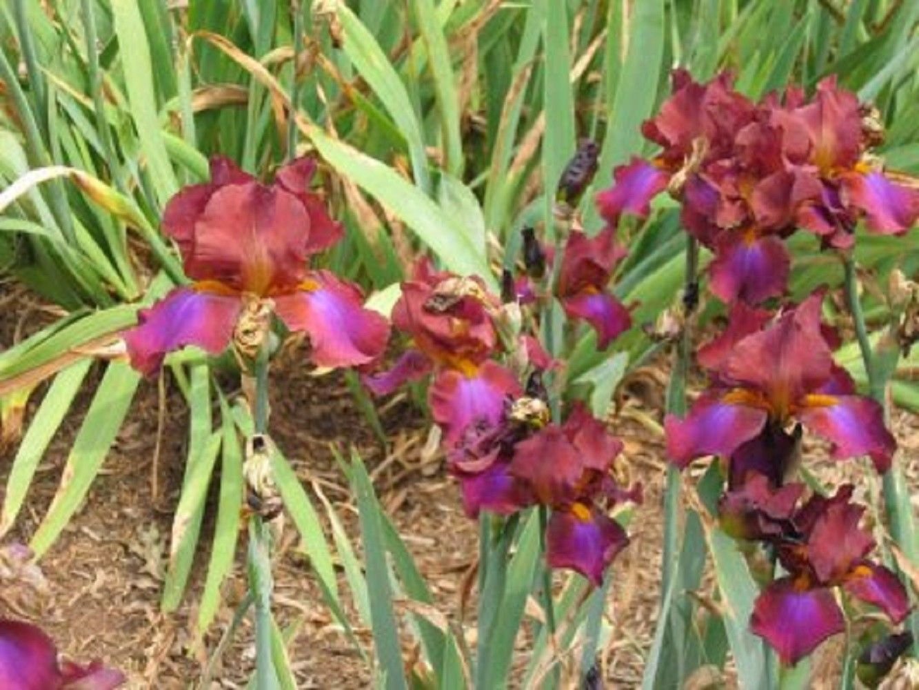 100pcs Mixed Pink Iris seeds bearded iris seed rare bonsai Phalaenopsis ...