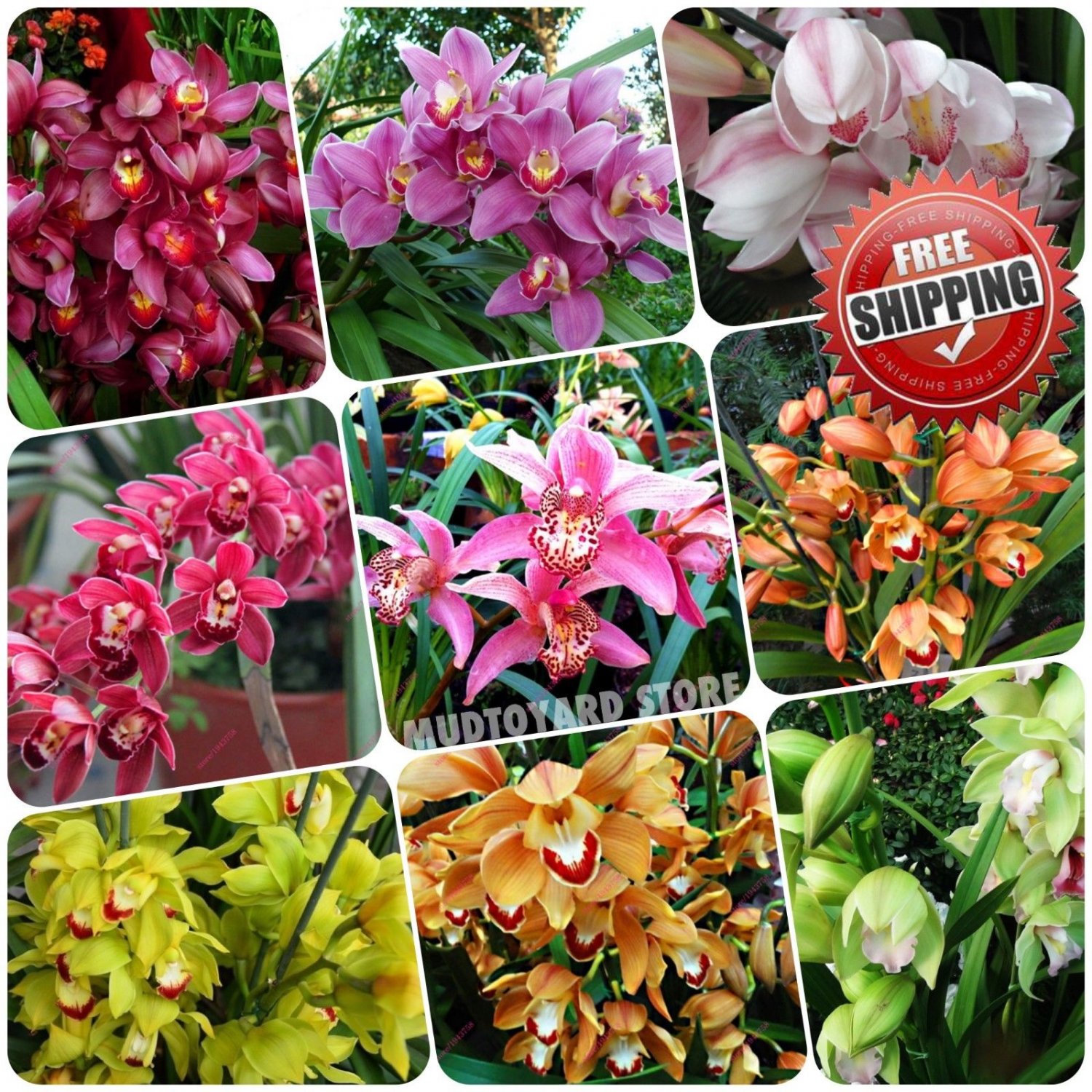 100pcs Boat Orchid Seeds Orchidaceae Chinese Cymbidium Orchid Seed plant