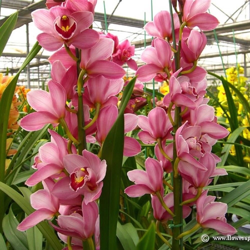 100pcs Boat Orchid Seeds Orchidaceae Chinese Cymbidium Orchid Seed plant