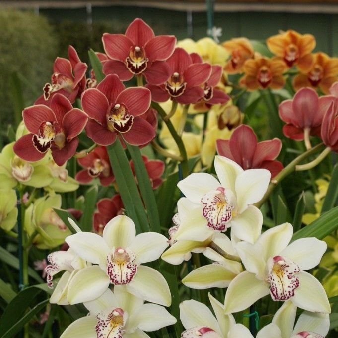 100pcs Boat Orchid Seeds Orchidaceae Chinese Cymbidium Orchid Seed Plant 