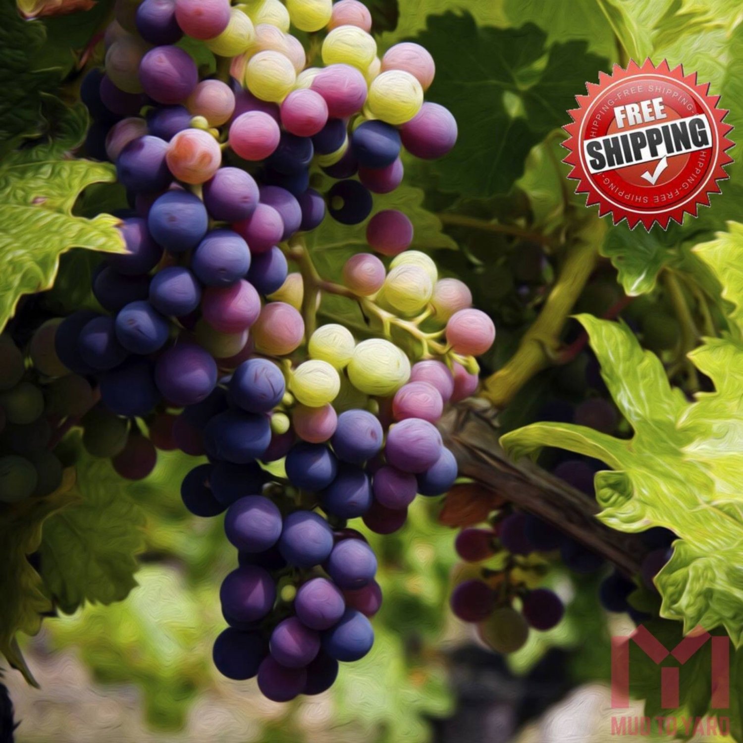 50 Giant Kyoho Grape Seeds Japanese Sweet Vine Plant Seed RARE - Foto 4