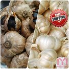 100pc Multi-Petals Garlic Seeds bulbils Organic Black White Vegetable Herb