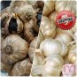 100pc Multi-Petals Garlic Seeds bulbils Organic Black White Vegetable Herb