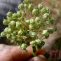 100pc Multi-Petals Garlic Seeds bulbils Organic Black White Vegetable Herb