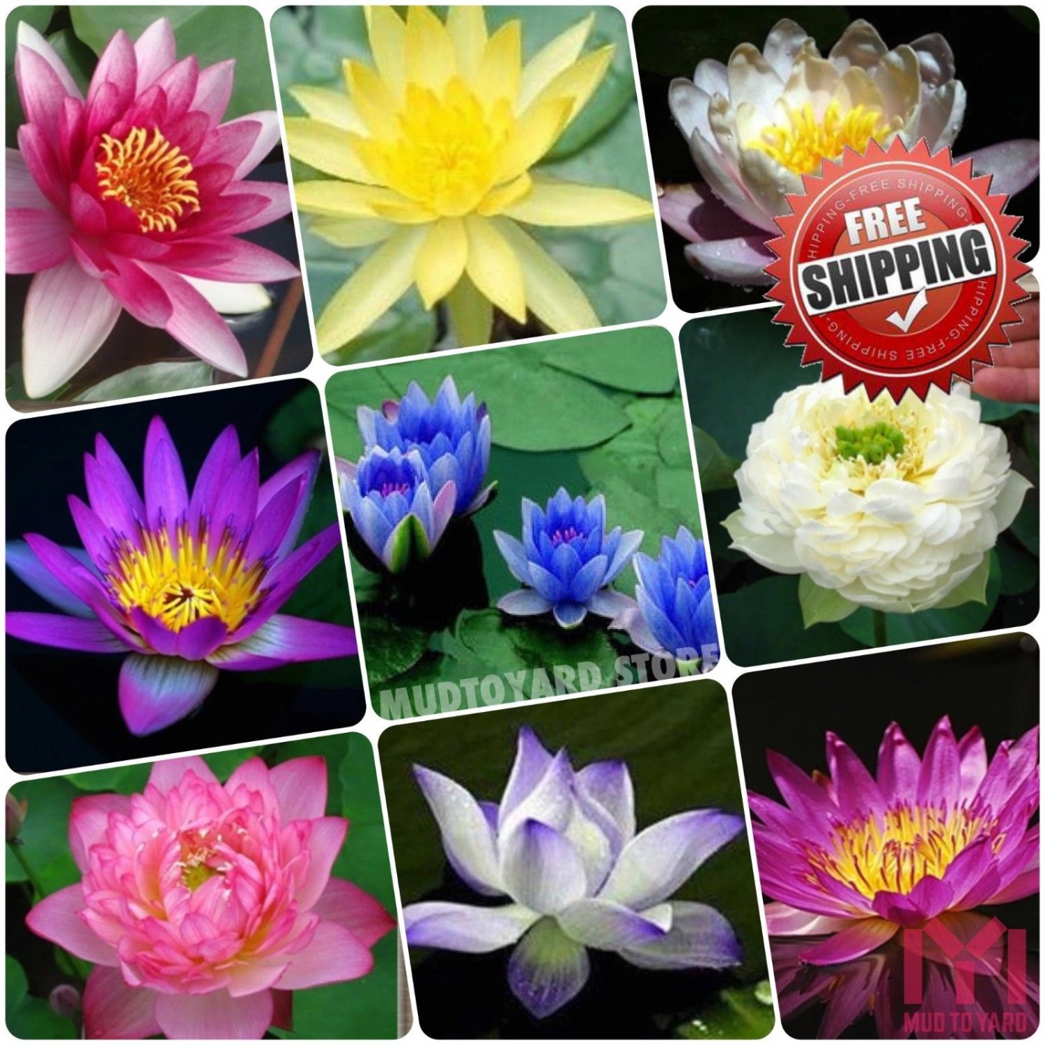 10pcs Aquatic Water Lily Seeds Lotus Flower seed Water Lilies Pond Garden