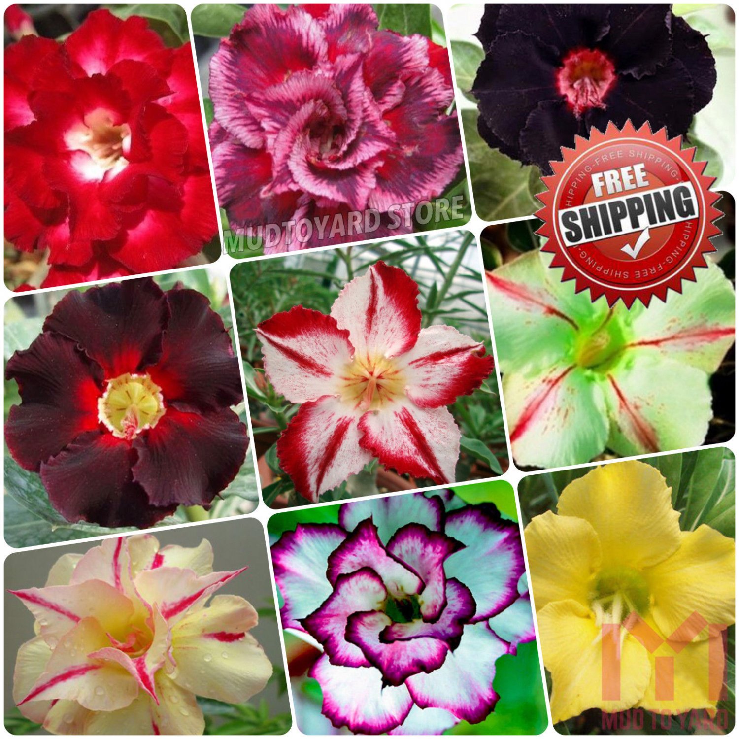 2pc Rare Adenium obesum Desert rose Seeds Balcony Bonsai Perennial ...