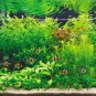 500pc Aquarium grass seeds (mix) water plant aqua plant seeds decoration