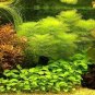 500pc Aquarium grass seeds (mix) water plant aqua plant seeds decoration
