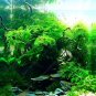 500pc Aquarium grass seeds (mix) water plant aqua plant seeds decoration