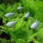 500pc Aquarium grass seeds (mix) water plant aqua plant seeds decoration