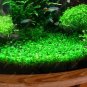 500pc Aquarium grass seeds (mix) water plant aqua plant seeds decoration