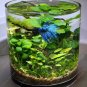500pc Aquarium grass seeds (mix) water plant aqua plant seeds decoration