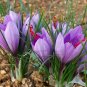 100pcs Mixed Saffron seeds Crocus Autumnale Meadow Sativus Flower Seed Plant