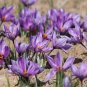 100pcs Mixed Saffron seeds Crocus Autumnale Meadow Sativus Flower Seed Plant