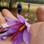 100pcs Mixed Saffron seeds Crocus Autumnale Meadow Sativus Flower Seed Plant