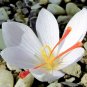 100pcs Mixed Saffron seeds Crocus Autumnale Meadow Sativus Flower Seed Plant
