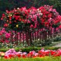 200pcs Rare Tree Roses Seeds bonsai flower seeds English Rose Garden Potted