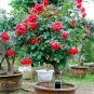 200pcs Rare Tree Roses Seeds bonsai flower seeds English Rose Garden Potted