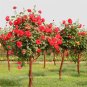 200pcs Rare Tree Roses Seeds bonsai flower seeds English Rose Garden Potted