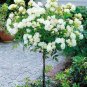 200pcs Rare Tree Roses Seeds bonsai flower seeds English Rose Garden Potted