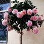 200pcs Rare Tree Roses Seeds bonsai flower seeds English Rose Garden Potted