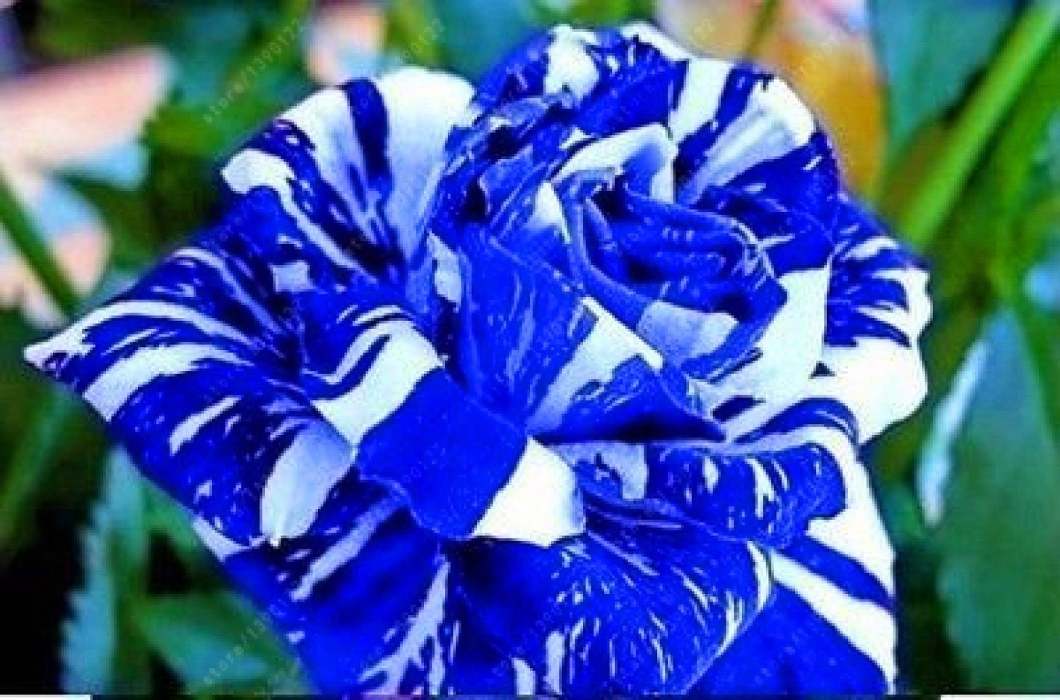 100pcs Hybrid Tiger Stripe Rose seeds Fragrant Striped rose seed Rosa Mundi