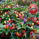 100pc Colourful Small chilli pepper seeds Capsicum Frutescens Rainbow Chili Seed