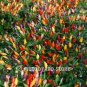 100pc Colourful Small chilli pepper seeds Capsicum Frutescens Rainbow Chili Seed