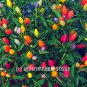 100pc Colourful Small chilli pepper seeds Capsicum Frutescens Rainbow Chili Seed