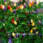 100pc Colourful Small chilli pepper seeds Capsicum Frutescens Rainbow Chili Seed