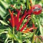 100pcs Long Red chilli pepper seeds Capsicum cayenne peppers spices Chili Seed