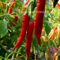 100pcs Long Red chilli pepper seeds Capsicum cayenne peppers spices Chili Seed