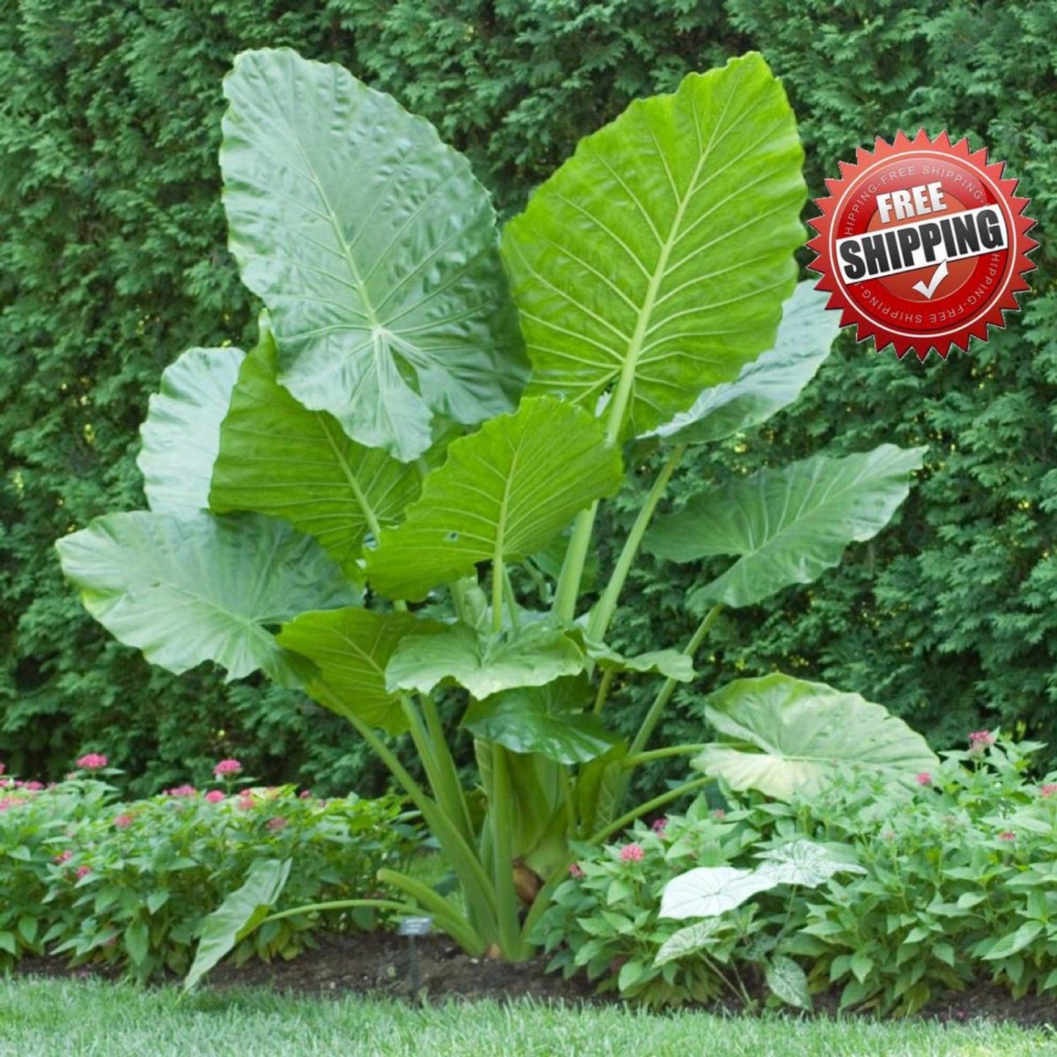 100pcs Seeds Giant Elephant Ear Colocasia Plant Green Big leaved Perennials