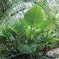 100pcs Seeds Giant Elephant Ear Colocasia Plant Green Big leaved Perennials