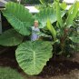100pcs Seeds Giant Elephant Ear Colocasia Plant Green Big leaved Perennials