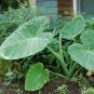 100pcs Seeds Giant Elephant Ear Colocasia Plant Green Big leaved Perennials