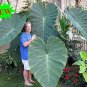 100pcs Seeds Giant Elephant Ear Colocasia Plant Green Big leaved Perennials