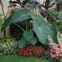 100pcs Seeds Giant Elephant Ear Colocasia Plant Green Big leaved Perennials