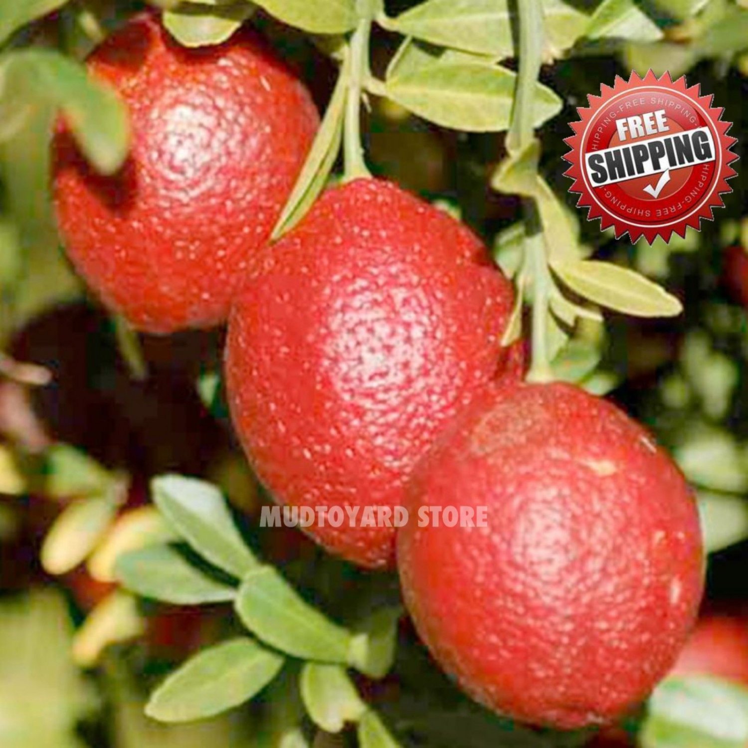 20pcs Red Lemon Seeds Citrus Lime Organic Fruit Seeds Exotic Seed
