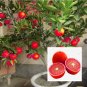 20pcs Red Lemon Seeds Citrus Lime Organic Fruit Seeds Exotic Seed