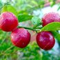 20pcs Red Lemon Seeds Citrus Lime Organic Fruit Seeds Exotic Seed