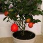 20pcs Red Lemon Seeds Citrus Lime Organic Fruit Seeds Exotic Seed