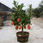 20pcs Red Lemon Seeds Citrus Lime Organic Fruit Seeds Exotic Seed