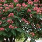 20pc Pink Silk tree Seed Persian Silk Tree Seeds Albizia Julibrissin mimosa