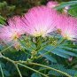 20pc Pink Silk tree Seed Persian Silk Tree Seeds Albizia Julibrissin mimosa