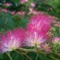 20pc Pink Silk tree Seed Persian Silk Tree Seeds Albizia Julibrissin mimosa
