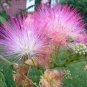 20pc Pink Silk tree Seed Persian Silk Tree Seeds Albizia Julibrissin mimosa