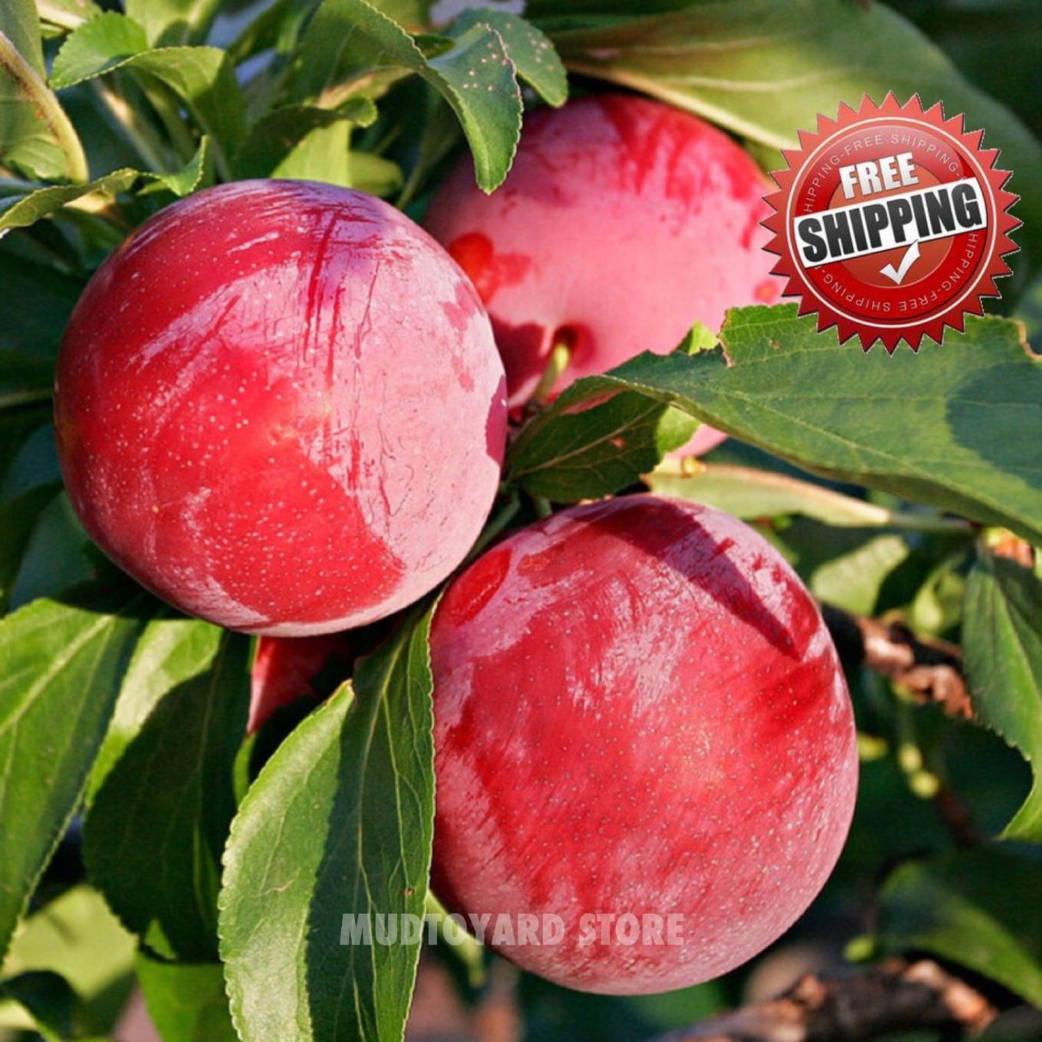 5pcs Victoria Plum fruit Tree Seeds Chinese Plum Japanese Apricot seed vitamin C